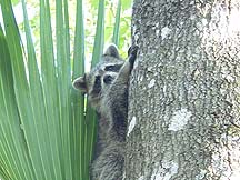 Raccoon release
