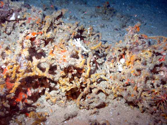 closeup dead oculina