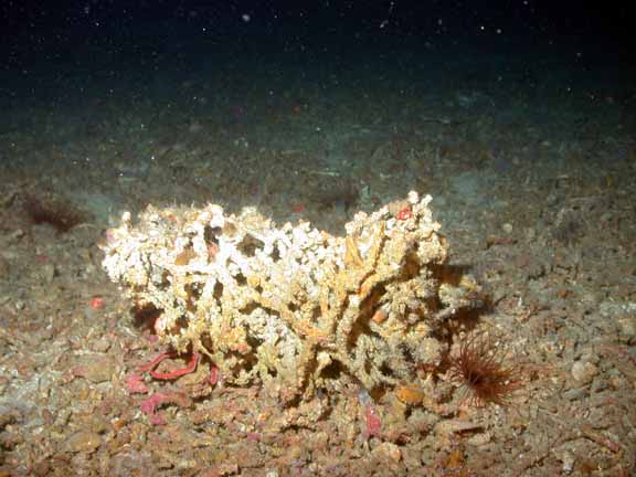 crusty oculina and anemone