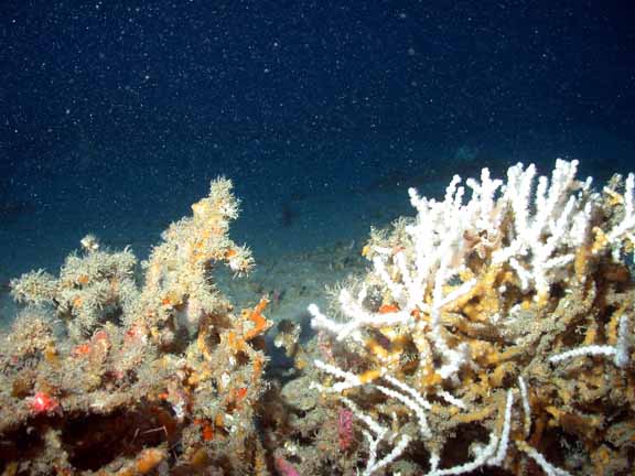 dead and live oculina 0012