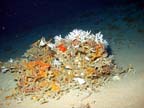 oculina and urchins