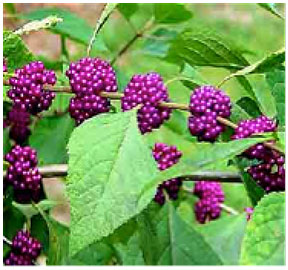 Beautyberry - Callicarpa Americana