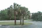 Sabal Palm
