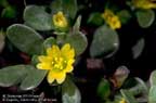 Purslane