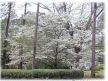 Dogwood