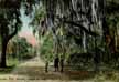 Driveway through the Park - Titusville, Florida.