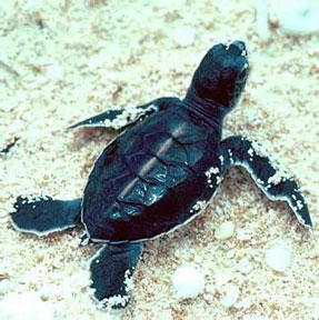 A baby Green Sea Turtle