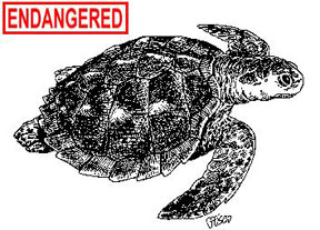 The endangered Kemps Ridley Sea Turtle