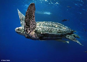 A swimming Leatherback Sea Turtle