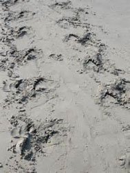 Loggerhead Sea Turtle Crawl