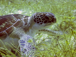 Green Sea Turtle