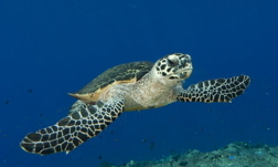 Hawksbills Sea Turtle