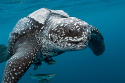 Leatherback Sea Turtle