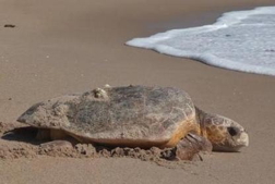 Loggerhead Sea Turtle