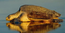 Olive Ridley Sea Turtle