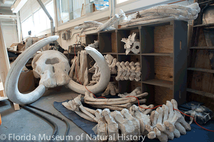 MastodonReconstruction-05