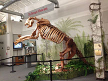 Giant Ground Sloth