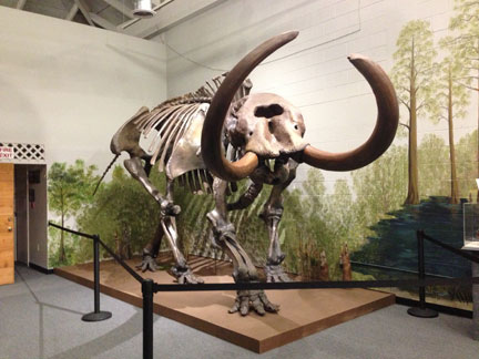Brevard Museum's Mastodon skeleton.