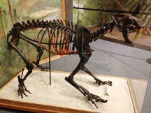 Saber Tooth Cat