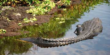 Alligator in the Upper St. Johns River Basin.