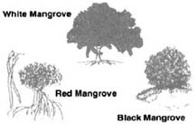 Mangroves of the Lagoon