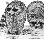 Racoons