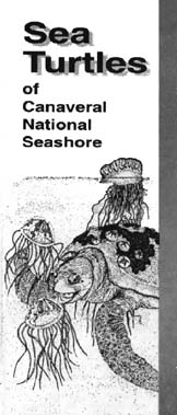 Sea Turtles at Canaveral National Seashore