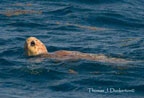 Loggerhead Sea Turtle at sea. Loggerhead Sea Turtle at sea.