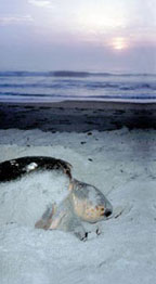 A nesting loggerhead turtle. A nesting loggerhead turtle.