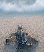 Leatherback Sea Turtle hatchling. Leatherback Sea Turtle hatchling.