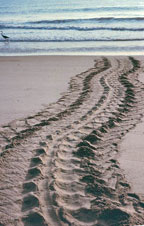 Leatherback Sea Turtle track. Leatherback Sea Turtle track.