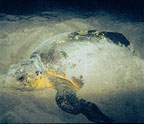 Loggerhead Sea Turtle
nesting. Loggerhead Sea Turtle nesting.