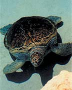 Titusville Sea
Turtle Festival in June Titusville Sea Turtle Festival in June