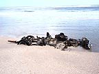 Car washed up on beach.