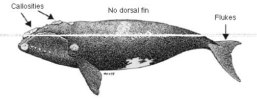 Right Whale