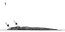 Right Whale 1