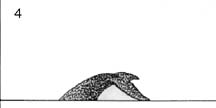Right Whale 4