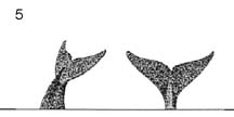 Right Whale 5