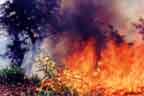 Flames in the Scrub #1 - controlled burn 8/13/99