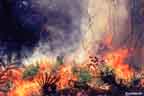 Flames in the Scrub #2 - controlled burn 8/13/99
