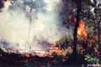 Flames in the Scrub #3 - controlled burn 8/13/99
