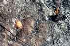 Ants clean out their hole.