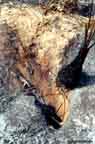 Active Gopher Tortoise burrow after the burn.