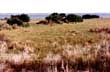  NIRL Salt Marsh