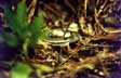 Scrub Lizard