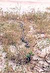 Indigo Snake - in the Enchanted Forest