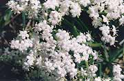 Elderberry closeup
