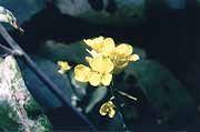 Indian Mustard closeup