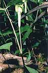 Jack In The Pulpit closeup