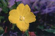 Primrose Willow closeup